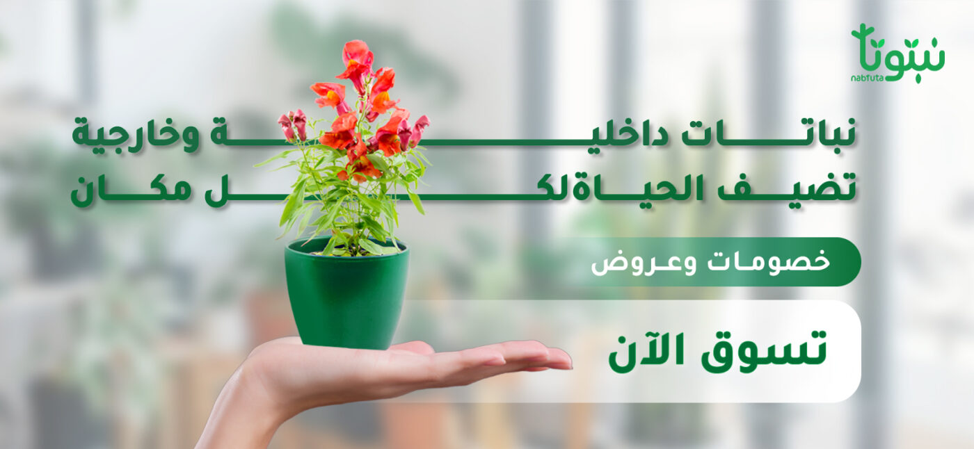 بانر نبتوتا ٣ متجر نبتوتا