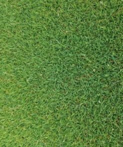 ثيل أنتورو طبيعي (عشب - نجيل)  1 متر⁩