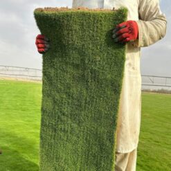 ثيل ياباني طبيعي (عشب - نجيل)  1 متر⁩