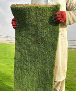 ثيل ياباني طبيعي (عشب - نجيل)  1 متر⁩