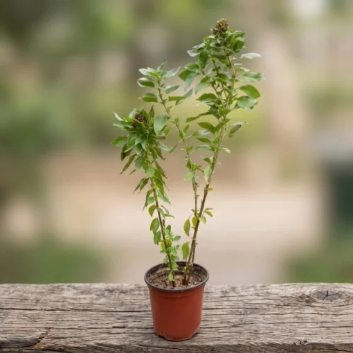 ريحان كاردينال في مركن 15 سم - نبات عطري أخضر اللون من نبتوتا