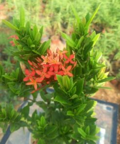 إكزوتيكا قرمزية (مسك الغابة) - مركن 16 سم