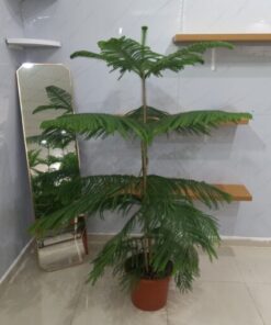 أروكاريا - مركن 15 ليتر