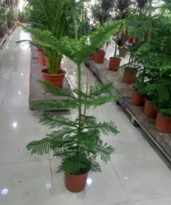 أروكاريا - مركن 24 سم