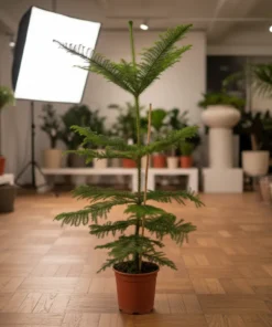 شجرة أروكاريا