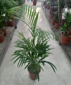 أريكا - مركن 24 سم