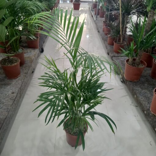 أريكا - مركن 24 سم