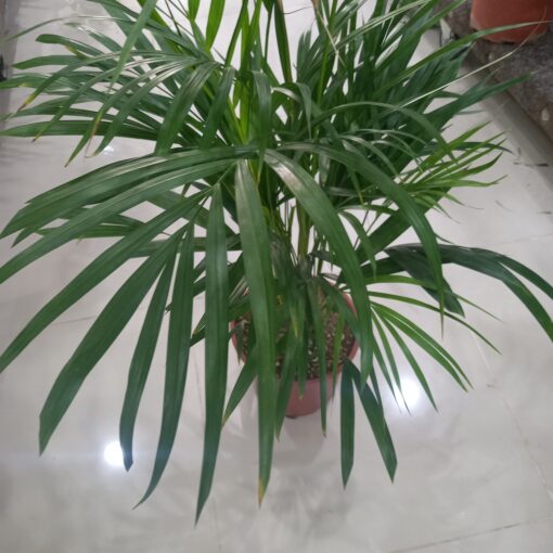 أريكا - مركن 24 سم - الصورة 2