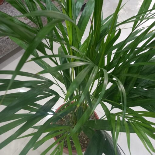 أريكا - مركن 24 سم - الصورة 3