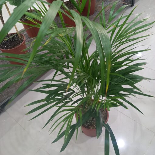 أريكا - مركن 24 سم - الصورة 4