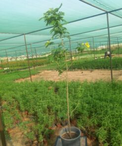 أكاسيا جلوكا - مركن 25 سم