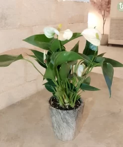 نبتة انتوريوم ابيض ١