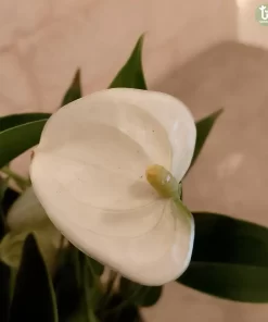 نبتة انتوريو ابيض ٢