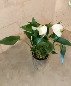 نبتة انتوريو ابيض ٣