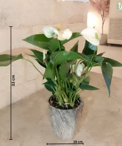 نبتة انتوريو ابيض ٤