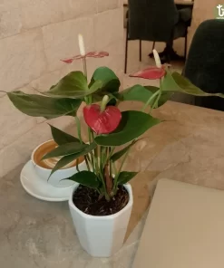 انتوريوم احمر ١