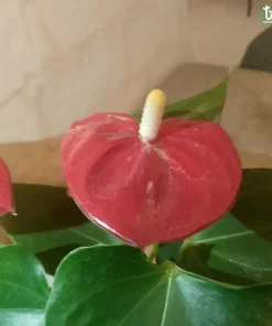 نبتة انتوريوم احمر 2