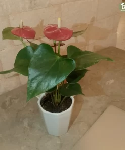 نبتة انتوريوم احمر 3