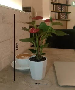 نبتة انتوريوم احمر 4