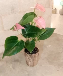 نبتة انتوريوم وردي