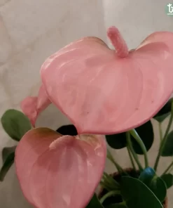 نبتة انتوريوم وردي ٢