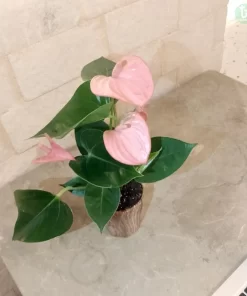 أنتوريوم وردي ٣