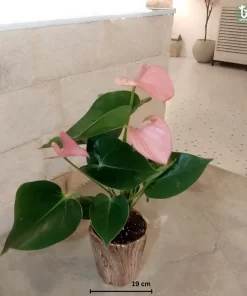 أنتوريوم وردي ٤