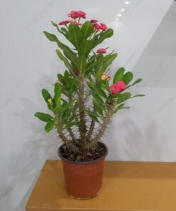 إيفوربيا ميلي مركن 15 سم