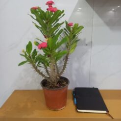 Alternative view of إيفوربيا ميلي مركن 15 سم