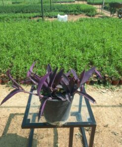 القلب الأرجواني ( المكحلة ) - مركن ٢٠ سم