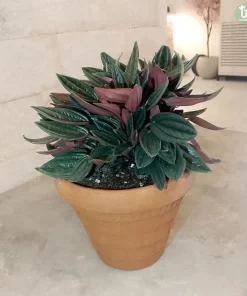 ببرميا هولندي ١