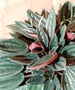 ببرميا هولندي ٢