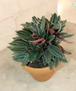 ببرميا هولندي ٣