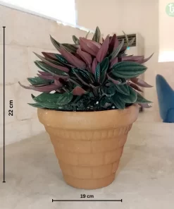 ببرميا هولندي ٤