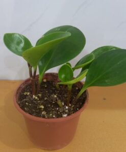 ببروميا - مركن 12 سم