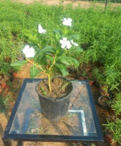 بفتة بلدي أبيض - مركن 16 سم