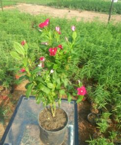 بفتة بلدي أحمر – مركن 16 سم