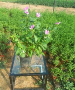 بفتة بلدي وردي - مركن 16 سم