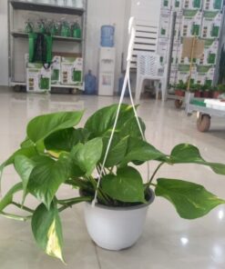 بوتس-علاقي-مركن-15-سم