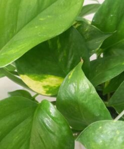 بوتس-علاقي-مركن-15-سم ٢