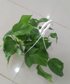 بوتس-علاقي-مركن-15-سم ٤