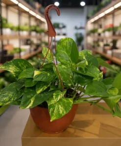 بوتس علاقي – مركن 22 سم ١