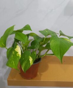 بوتس - مركن 12 سم