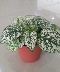 بولكا الرقطاء (هيبوستس) منقطة بيضاء - مركن 7سم