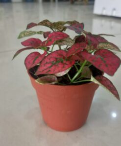 بولكا الرقطاء (هيبوستس) منقطة حمراء - مركن 7 سم