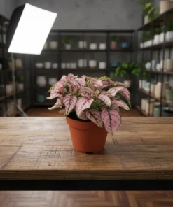 بولكا الرقطاء (هيبوستس) منقطة وردية – مركن 7 سم ١