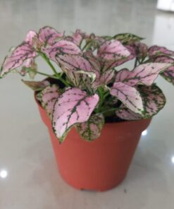 بولكا الرقطاء (هيبوستس) منقطة وردية - مركن 7 سم