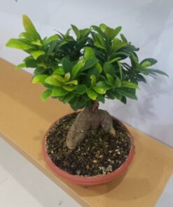 بونساي ميكروكاربا 25