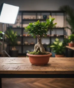 نبتة بونساي ميكروكاربا