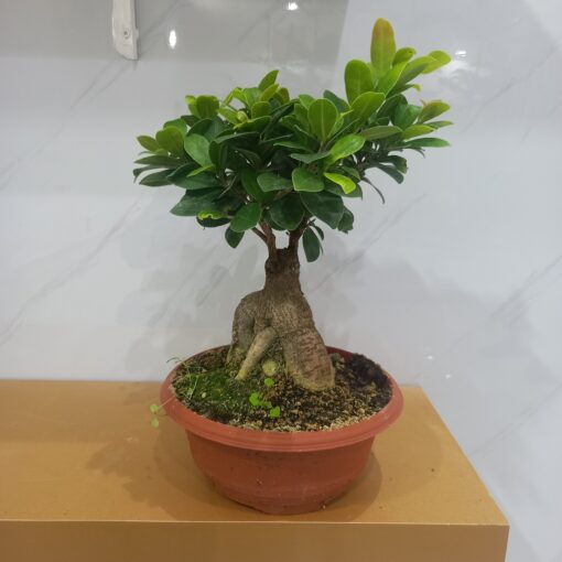 بونساي ميكروكاربا 25 - الصورة 2